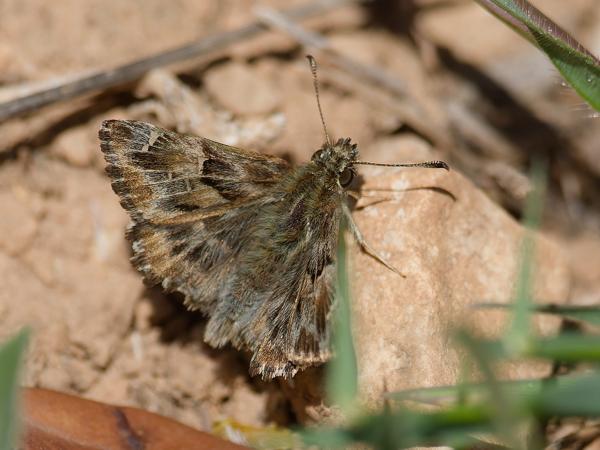<h3><a href="/trips/ebro/biota/animalia/arthropoda/insecta/022 lepidoptera/003 hesperiidae pyrginae/carcharodus alceae/carcharodus alceae-nl.html">Carcharodus&nbsp;alceae</a> / Mallow&nbsp;skipper / Kaasjeskruiddikkopje</h3>OM-1 Mark II met OLYMPUS M.300mm F4.0, 1/2000 sec  bij F4.0, ISO 200, afstand 1.845&nbsp;m